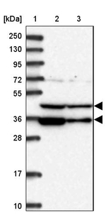 PAAF1 Antibody in Western Blot (WB)