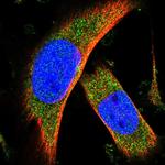 C15orf39 Polyclonal Antibody