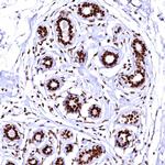 CPSF6 Antibody in Immunohistochemistry (IHC)