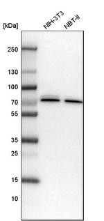 CPSF6 Antibody in Western Blot (WB)