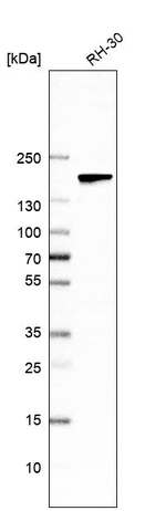 PDS5B Antibody in Western Blot (WB)