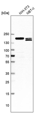 PDS5B Antibody in Western Blot (WB)