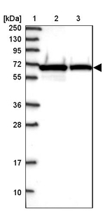 NARS Antibody in Western Blot (WB)