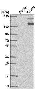 FNBP4 Antibody in Western Blot (WB)