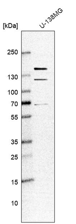 KIAA1468 Antibody in Western Blot (WB)