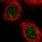 GOLGA3 Polyclonal Antibody