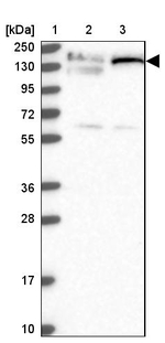 GOLGA3 Antibody in Western Blot (WB)