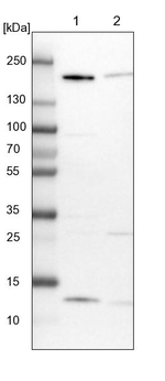 GOLGA3 Antibody in Western Blot (WB)
