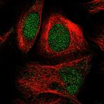 SEL1L3 Polyclonal Antibody