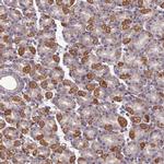 SEL1L3 Antibody in Immunohistochemistry (IHC)
