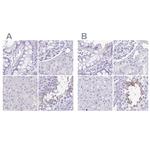 SPERT Antibody in Immunohistochemistry (IHC)
