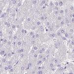 SPERT Antibody in Immunohistochemistry (IHC)