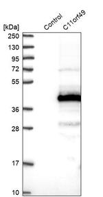 C11orf49 Antibody in Western Blot (WB)