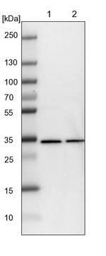 WDR61 Antibody in Western Blot (WB)