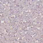 MYO9A Antibody in Immunohistochemistry (Paraffin) (IHC (P))