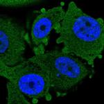 CHURC1 Polyclonal Antibody