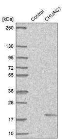CHURC1 Antibody in Western Blot (WB)