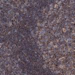 MS4A4E Antibody in Immunohistochemistry (Paraffin) (IHC (P))