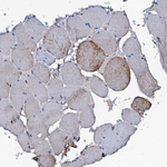 MS4A4E Antibody in Immunohistochemistry (Paraffin) (IHC (P))
