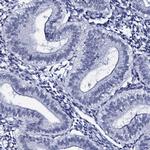 SPATA19 Antibody in Immunohistochemistry (IHC)