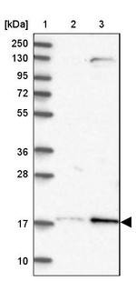 Layilin Antibody in Western Blot (WB)
