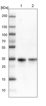 C11orf54 Antibody in Western Blot (WB)