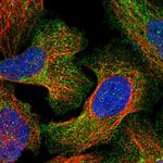 Agrin Polyclonal Antibody