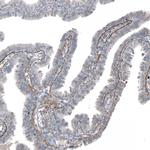 Agrin Antibody in Immunohistochemistry (Paraffin) (IHC (P))