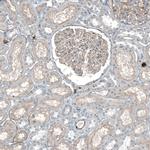 Agrin Antibody in Immunohistochemistry (Paraffin) (IHC (P))