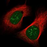 COA4 Polyclonal Antibody