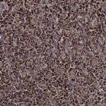 COA4 Antibody in Immunohistochemistry (Paraffin) (IHC (P))