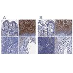 SCEL Polyclonal Antibody