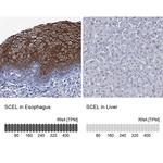 SCEL Antibody
