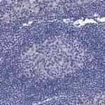 SPON2 Polyclonal Antibody