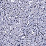SPON2 Antibody in Immunohistochemistry (Paraffin) (IHC (P))