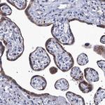 SPON2 Antibody in Immunohistochemistry (Paraffin) (IHC (P))