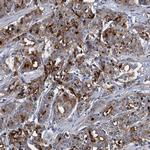 SPON2 Antibody in Immunohistochemistry (Paraffin) (IHC (P))