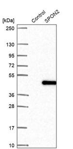 SPON2 Antibody in Western Blot (WB)