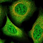 AAGAB Polyclonal Antibody