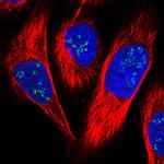 FAM111A Antibody in Immunocytochemistry (ICC/IF)