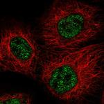 FAM214A Antibody in Immunocytochemistry (ICC/IF)