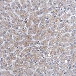 FAM214A Antibody in Immunohistochemistry (Paraffin) (IHC (P))