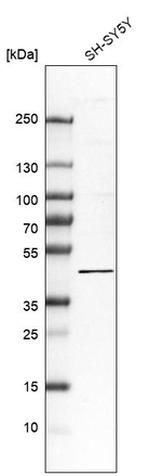 FAM222A Antibody in Western Blot (WB)