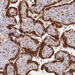 KCNK6 Antibody in Immunohistochemistry (Paraffin) (IHC (P))