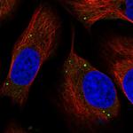 TMEM181 Antibody in Immunocytochemistry (ICC/IF)