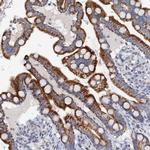 MRPL48 Antibody in Immunohistochemistry (Paraffin) (IHC (P))