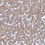 MRPL48 Antibody in Immunohistochemistry (Paraffin) (IHC (P))