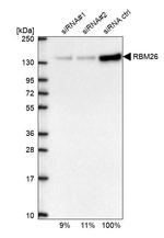 RBM26 Antibody in Western Blot (WB)