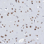 SLTM Antibody in Immunohistochemistry (Paraffin) (IHC (P))