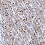 TMX2 Antibody in Immunohistochemistry (Paraffin) (IHC (P))